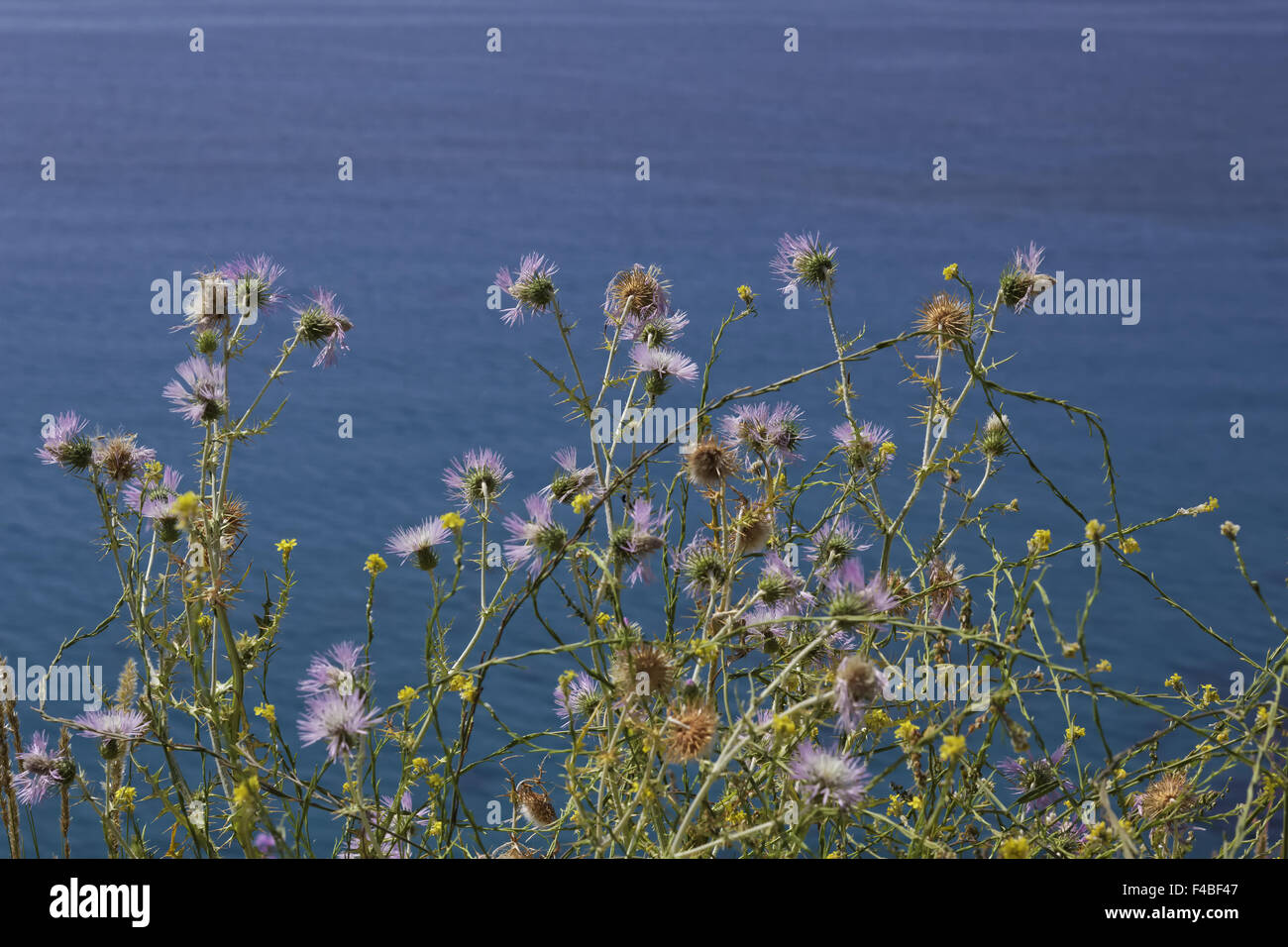 Galactites tomentosa, chardon pourpre Banque D'Images