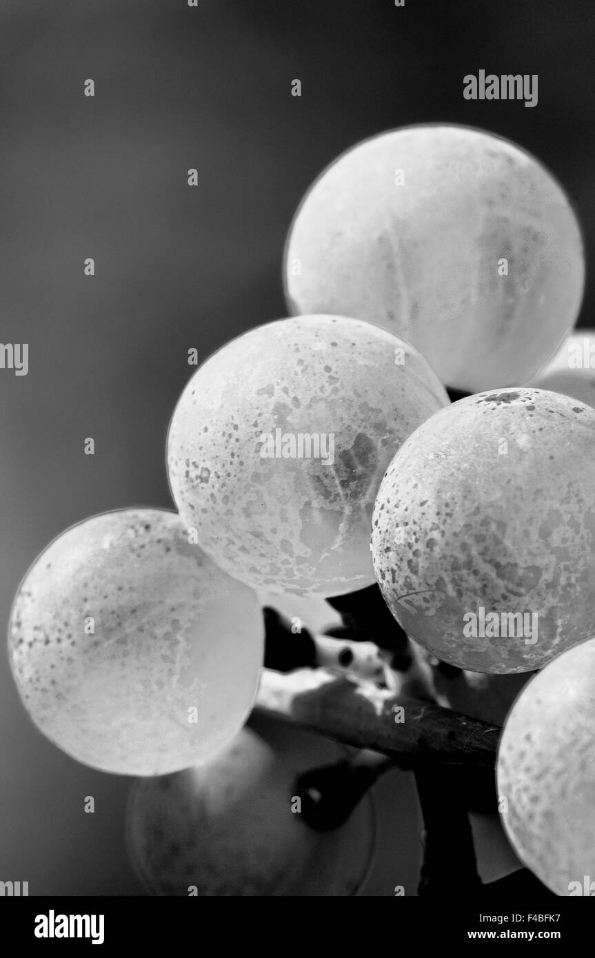 Les raisins Riesling noir et blanc Banque D'Images