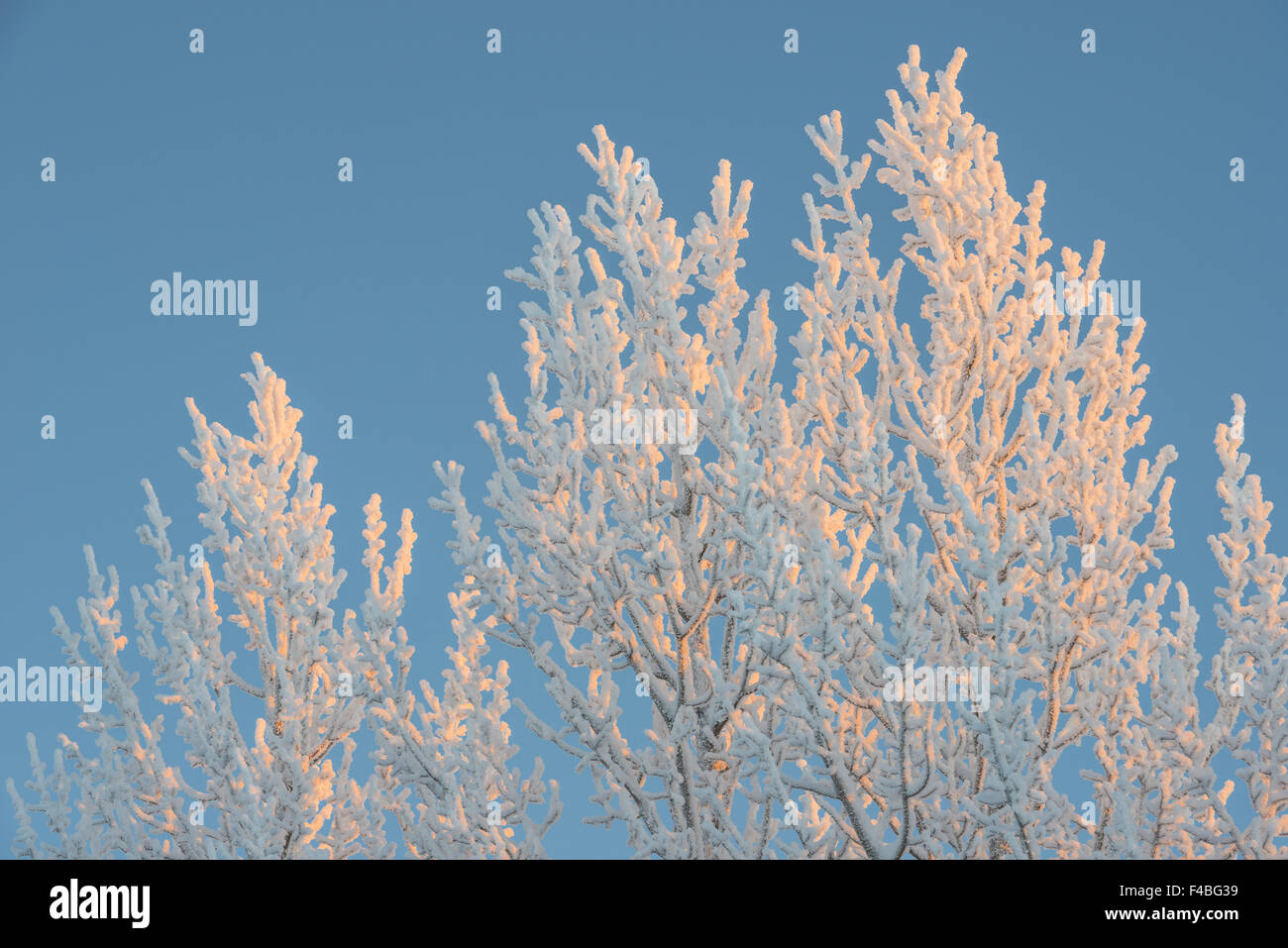 Givre branches couvertes, Laponie, Suède Banque D'Images