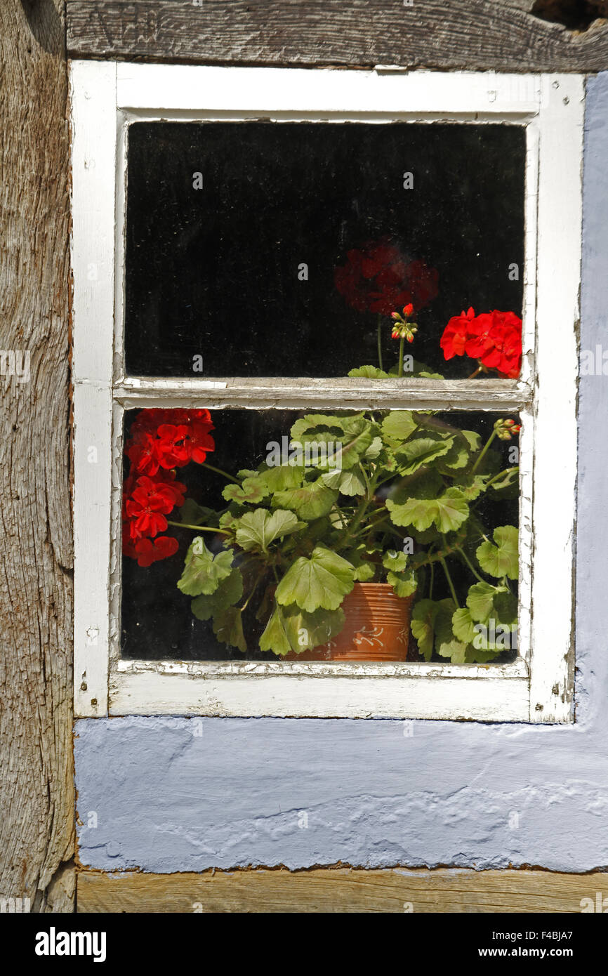Fenêtre avec des fleurs Banque D'Images