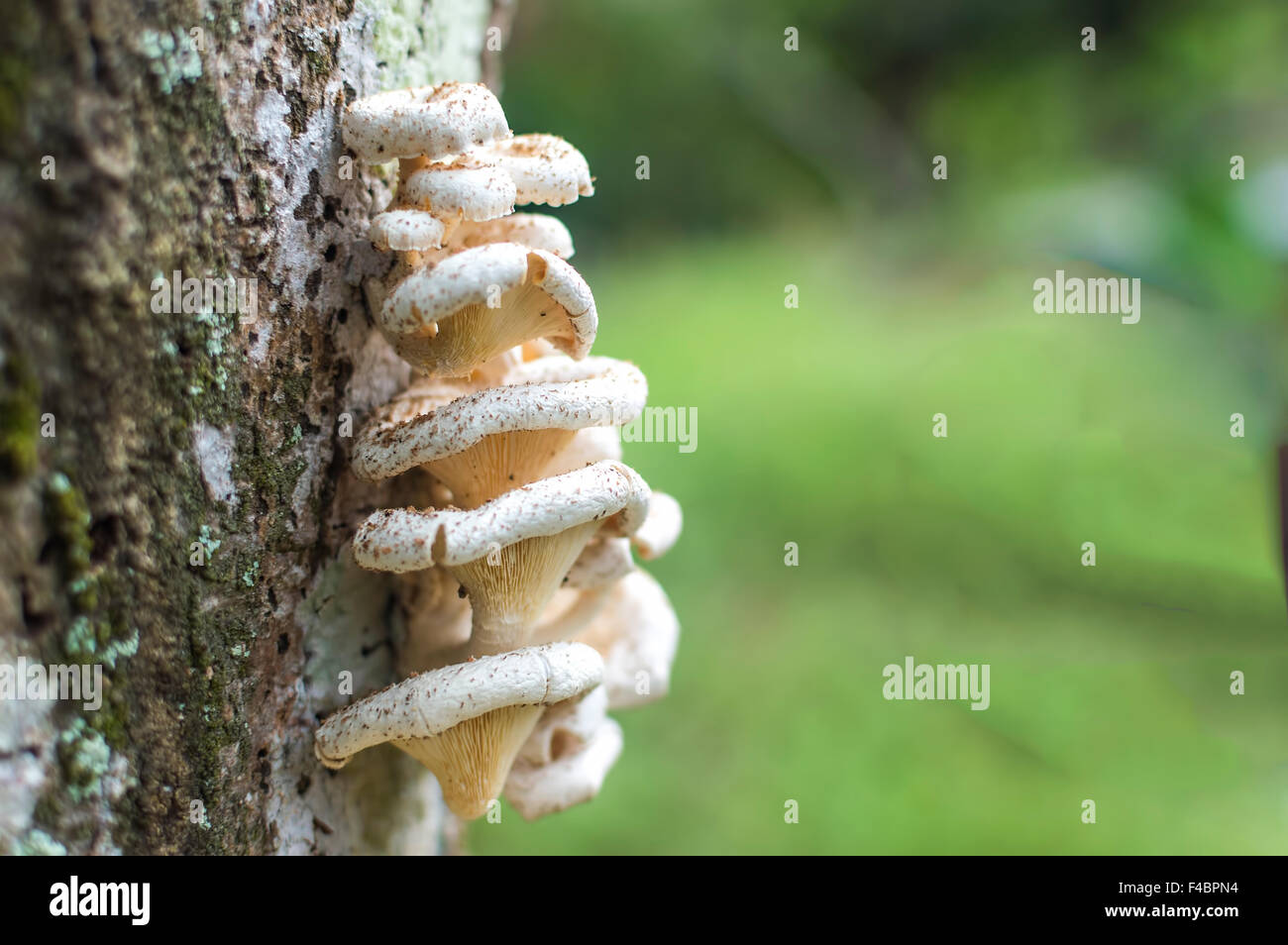 Champignons d'arbre vert avec l'arrière-plan flou Banque D'Images