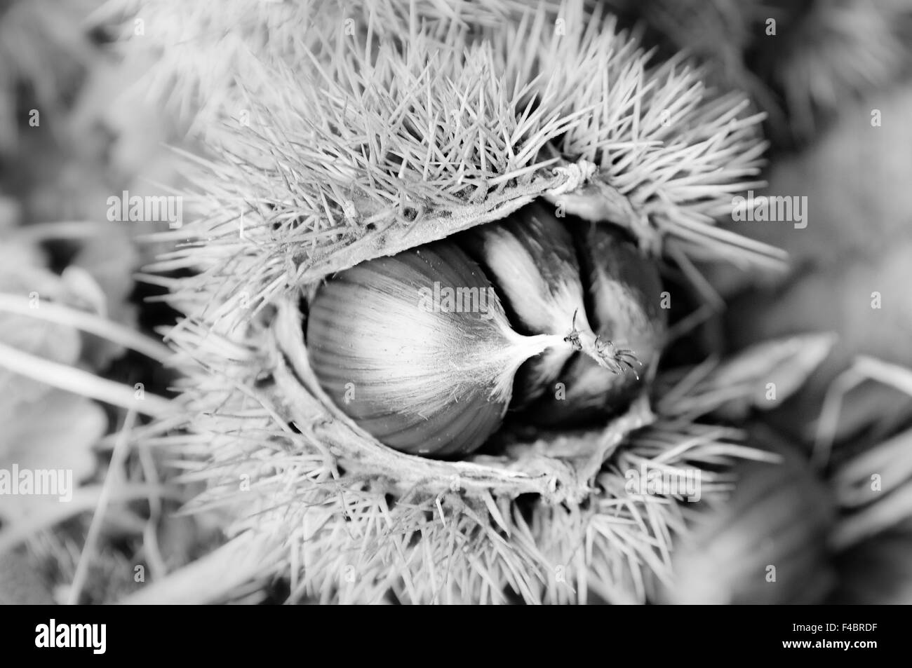 Noir et blanc de châtaignes mûres Banque D'Images