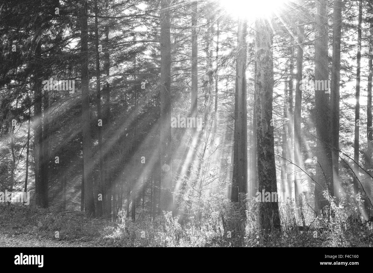 Soleil brille à travers la forêt de brouillard Banque D'Images