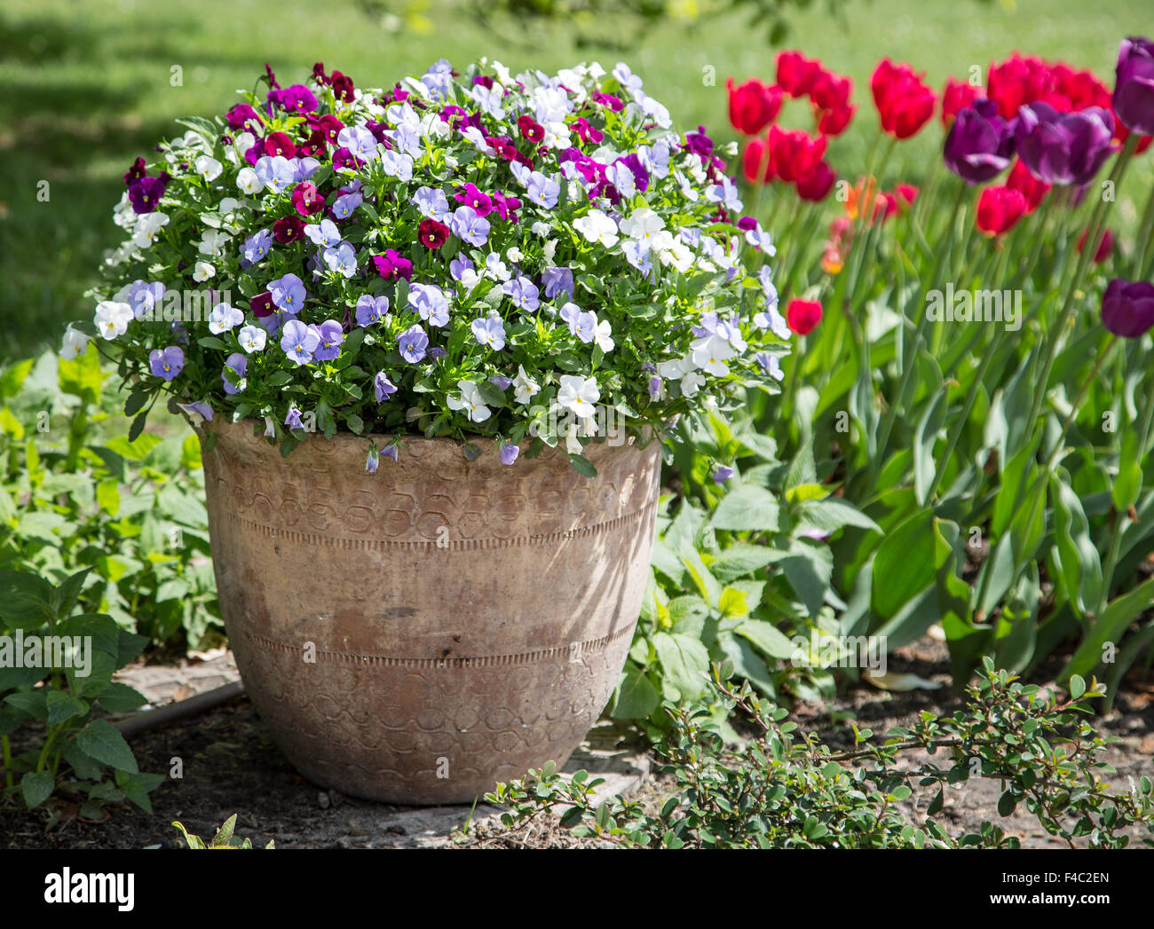 Fleur sur la couleur dans le pot en céramique. Décoration de jardin Photo  Stock - Alamy