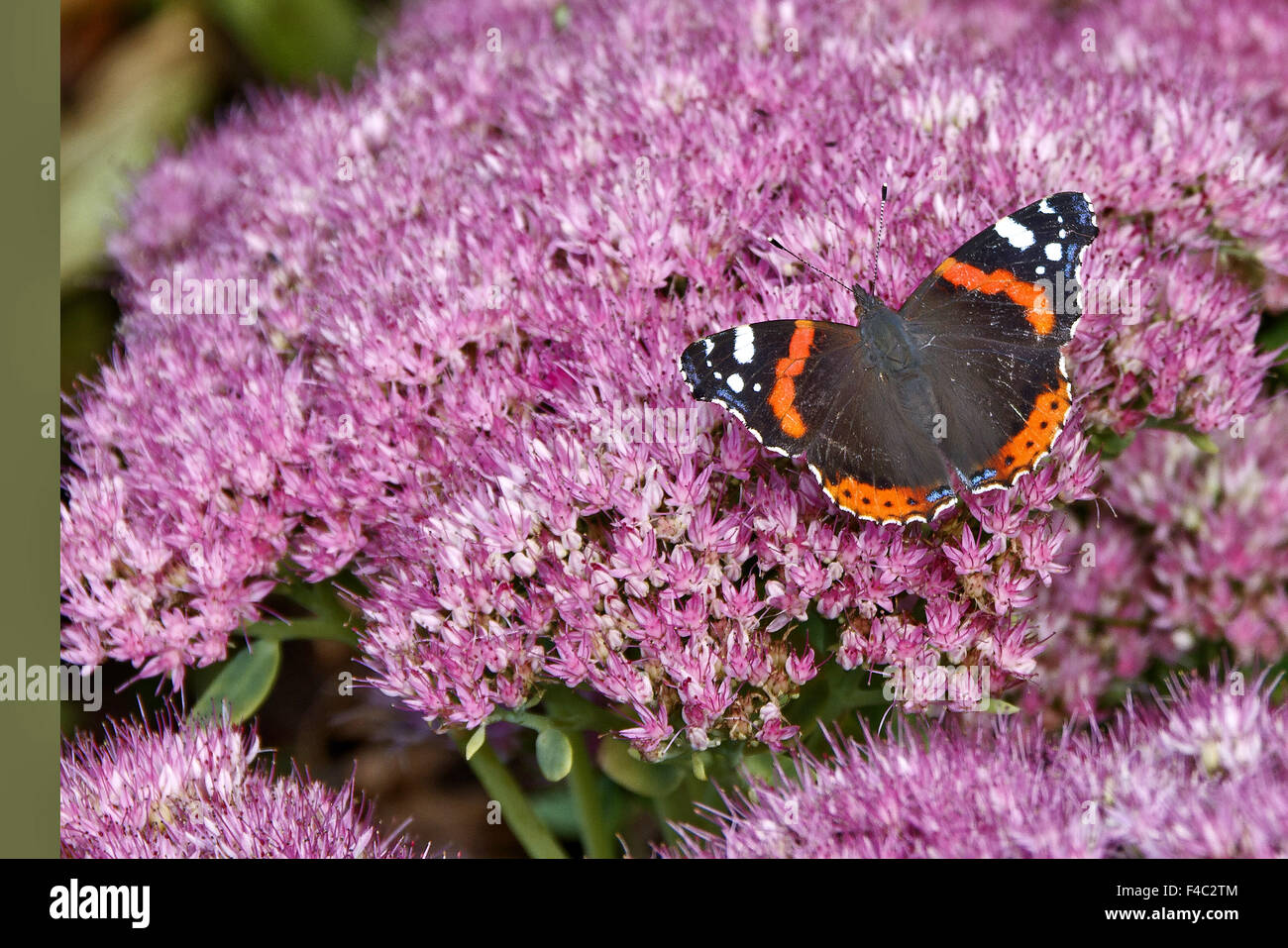 Royaume-uni l'amiral rouge papillon sur usine à glace Banque D'Images