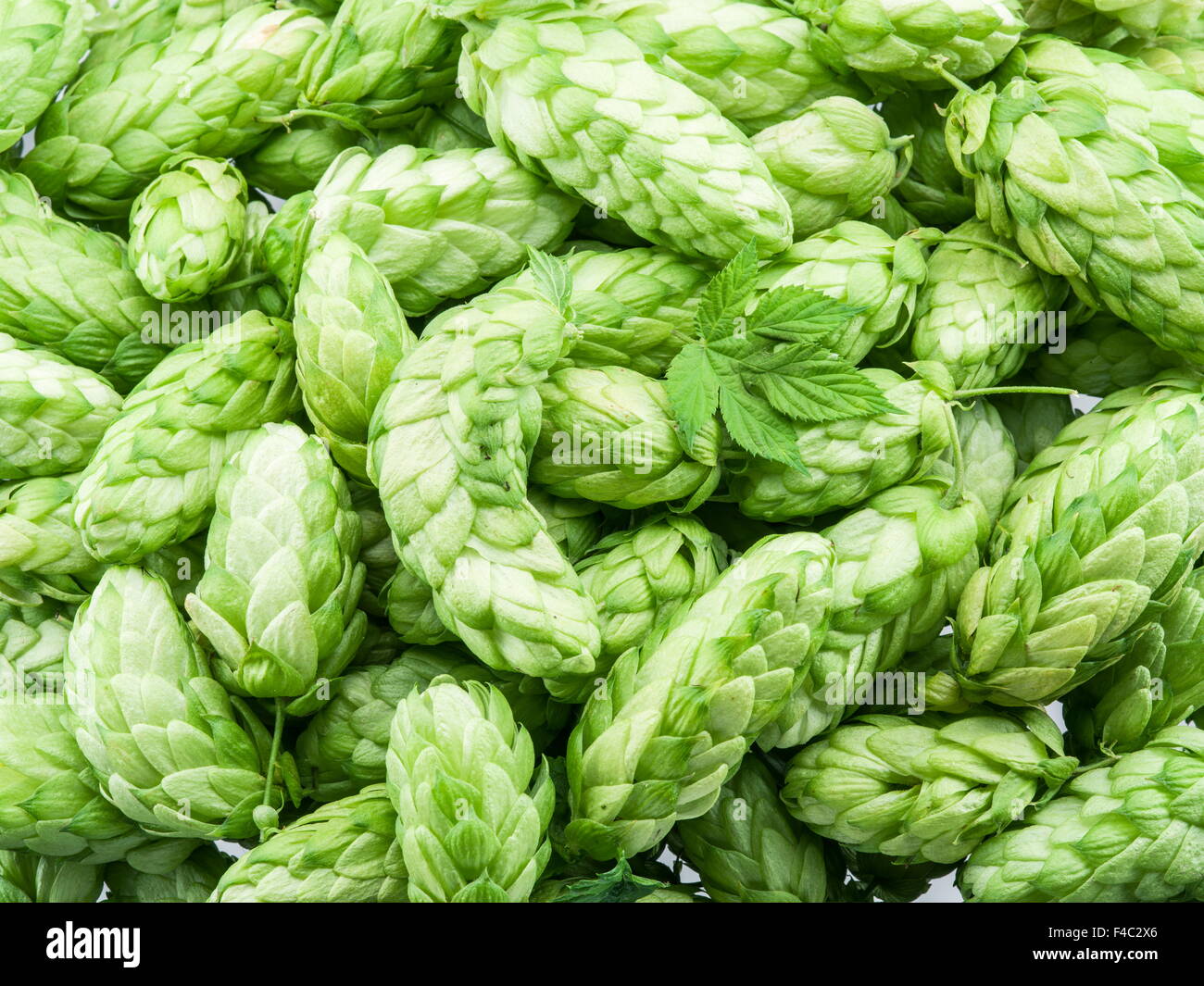 Les cônes de houblon vert - ingrédient dans la production de bière. Banque D'Images