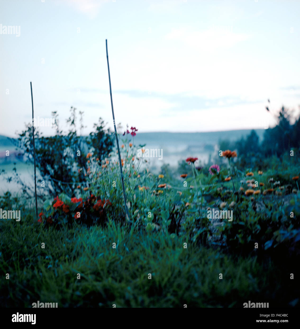 Des fleurs dans un jardin. Banque D'Images