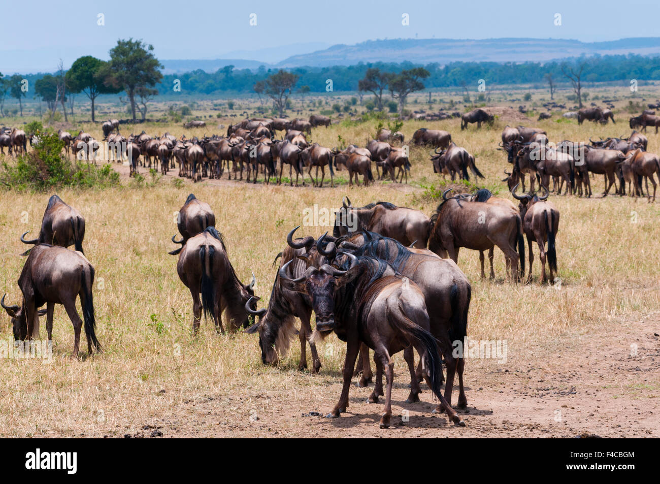 Troupeau de Gnous (Connochaetes taurinus), Maasai Mara National Reserve, Kenya. Banque D'Images