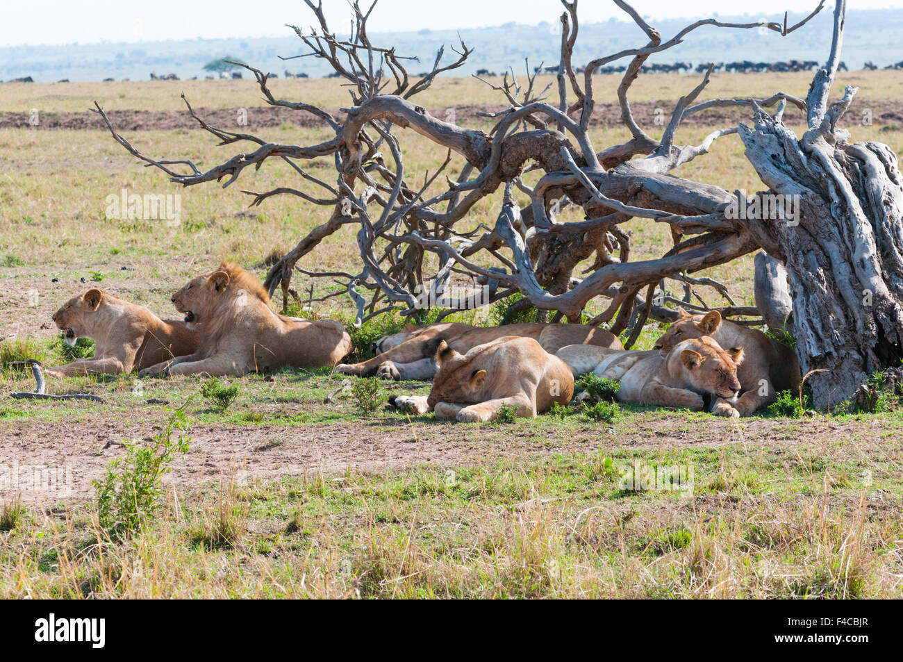 Les lions (Panthera leo), Maasai Mara National Reserve, Kenya. Banque D'Images