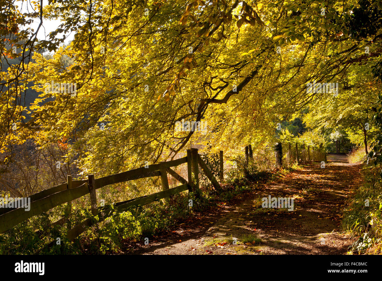 Automne boisées Beech tree lane dans l'Oxfordshire, Angleterre Banque D'Images