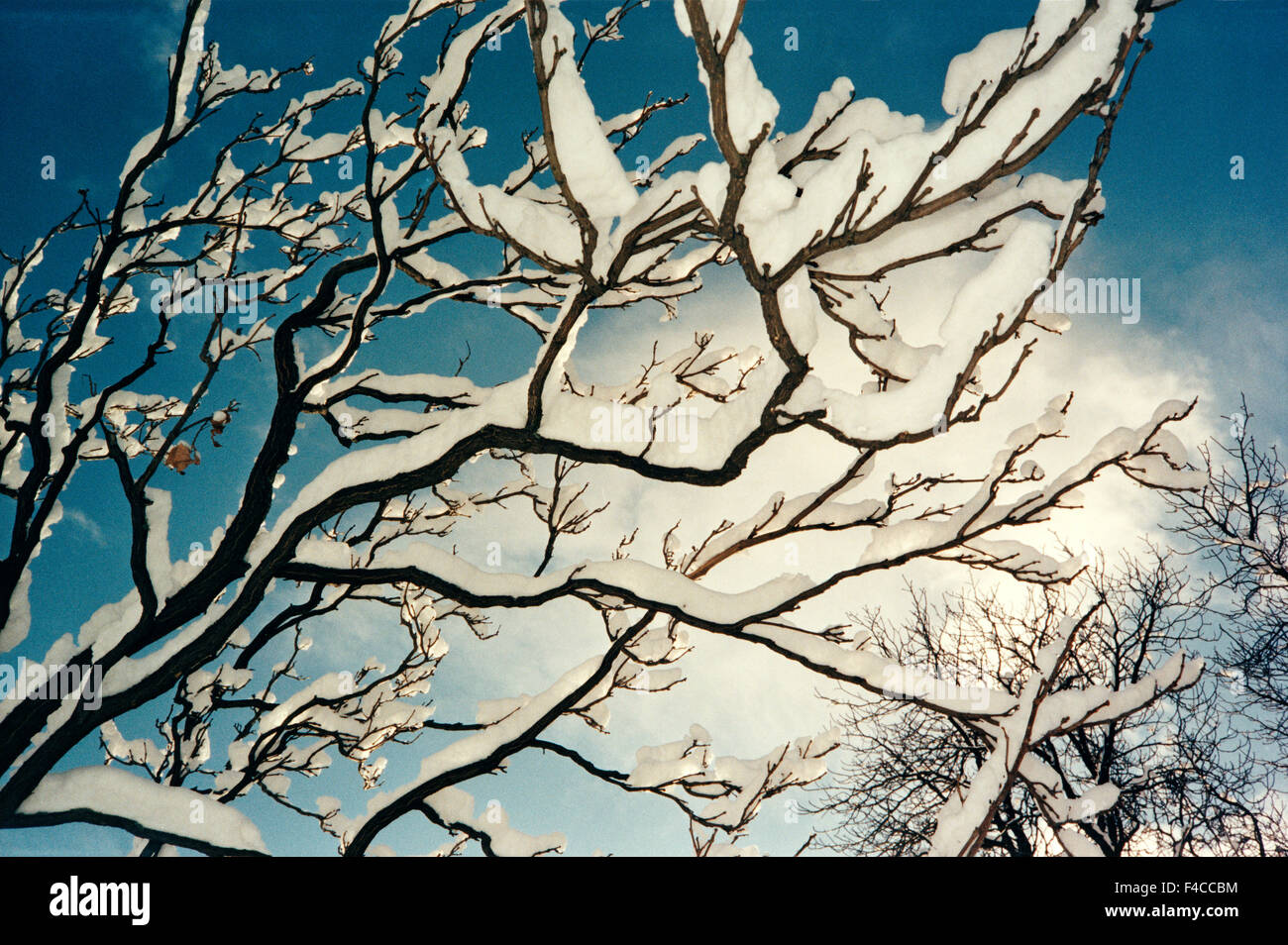 La neige sur les branches d'arbres. Banque D'Images