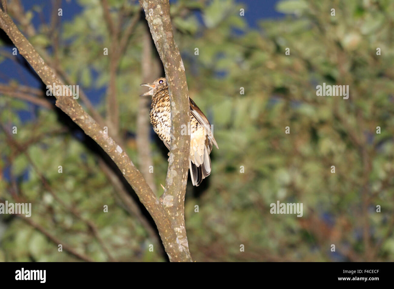 Amami Bicknell (Zoothera major) dans l'Île Amami, Japon Banque D'Images