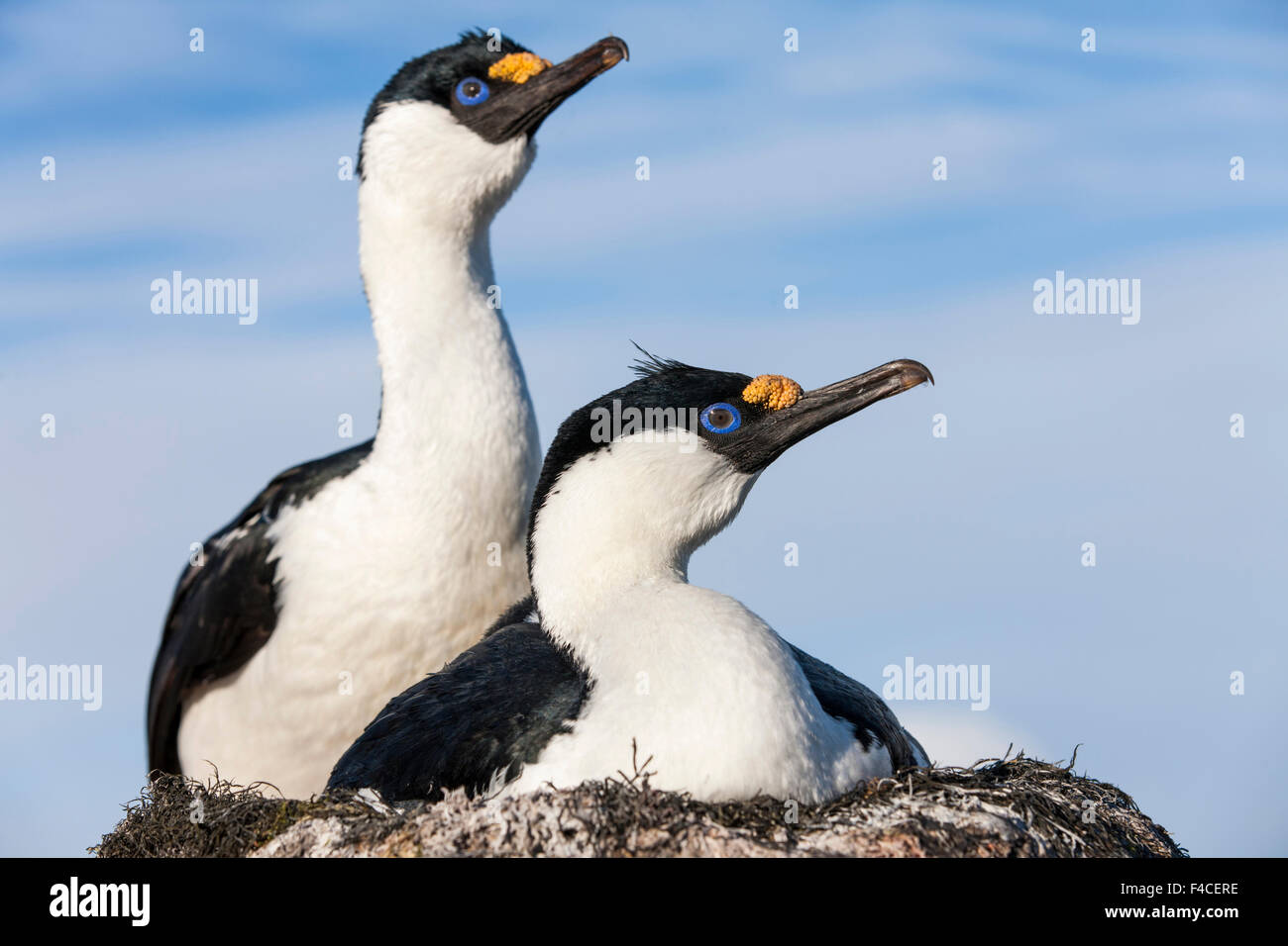 L'Antarctique, l'Île Petermann, Blue-eyed se tape sur son nid (Phalacrocorax atriceps). Banque D'Images