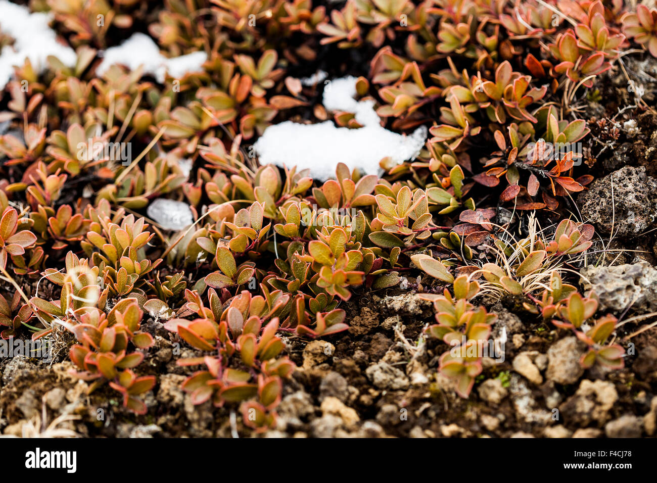 Les petites plantes qui poussent sur l'Islande, souterrain volcanique Banque D'Images