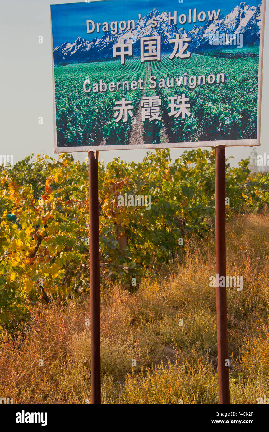 La Chine, Ningxia. Signe pour Dragon's Hollow Winery se trouve à l'angle de la vigne. Banque D'Images