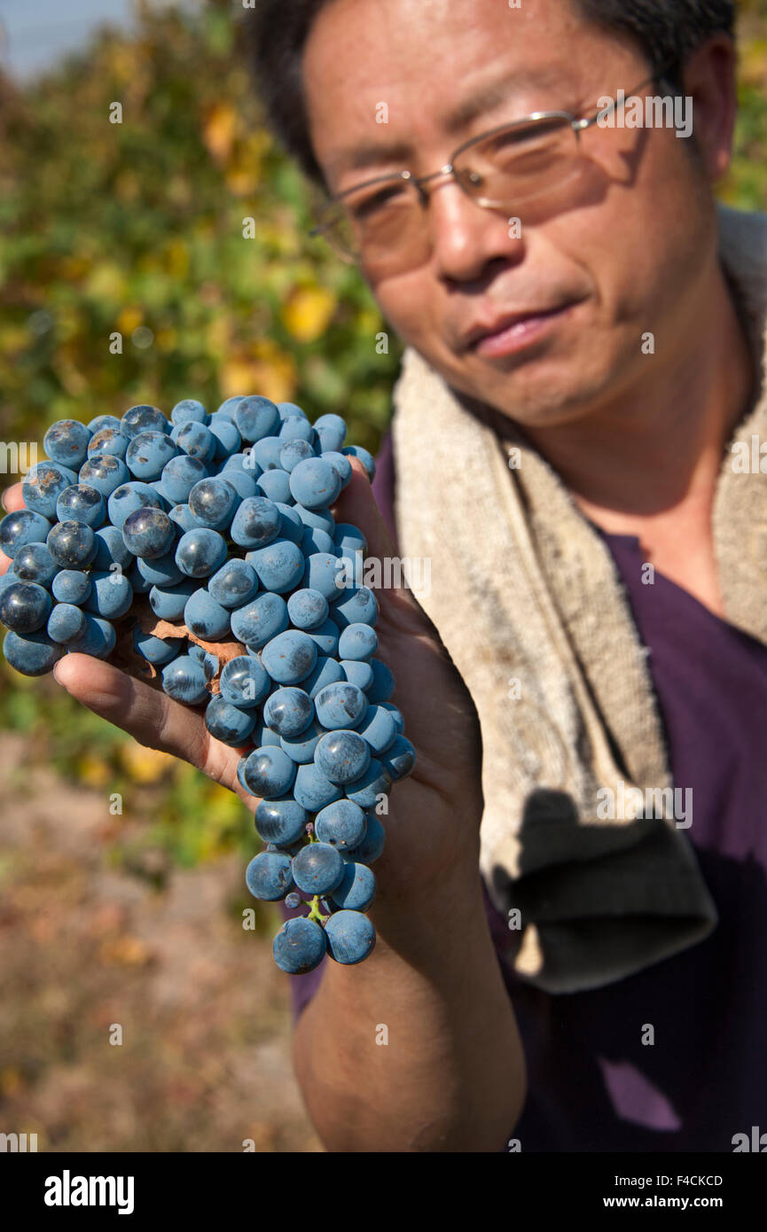 Yinchuan, Ningxia, Chine. Un travailleur est titulaire d'une grappe de raisins Cabernet Gernischt dans un vignoble où Silver Heights winery obtient des fruits. Banque D'Images
