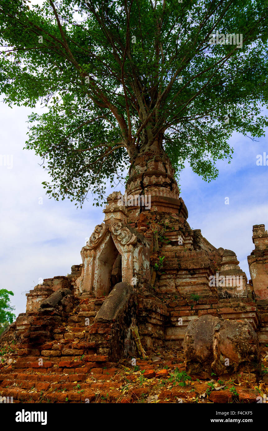 Arbre sur un vieux temple Banque D'Images