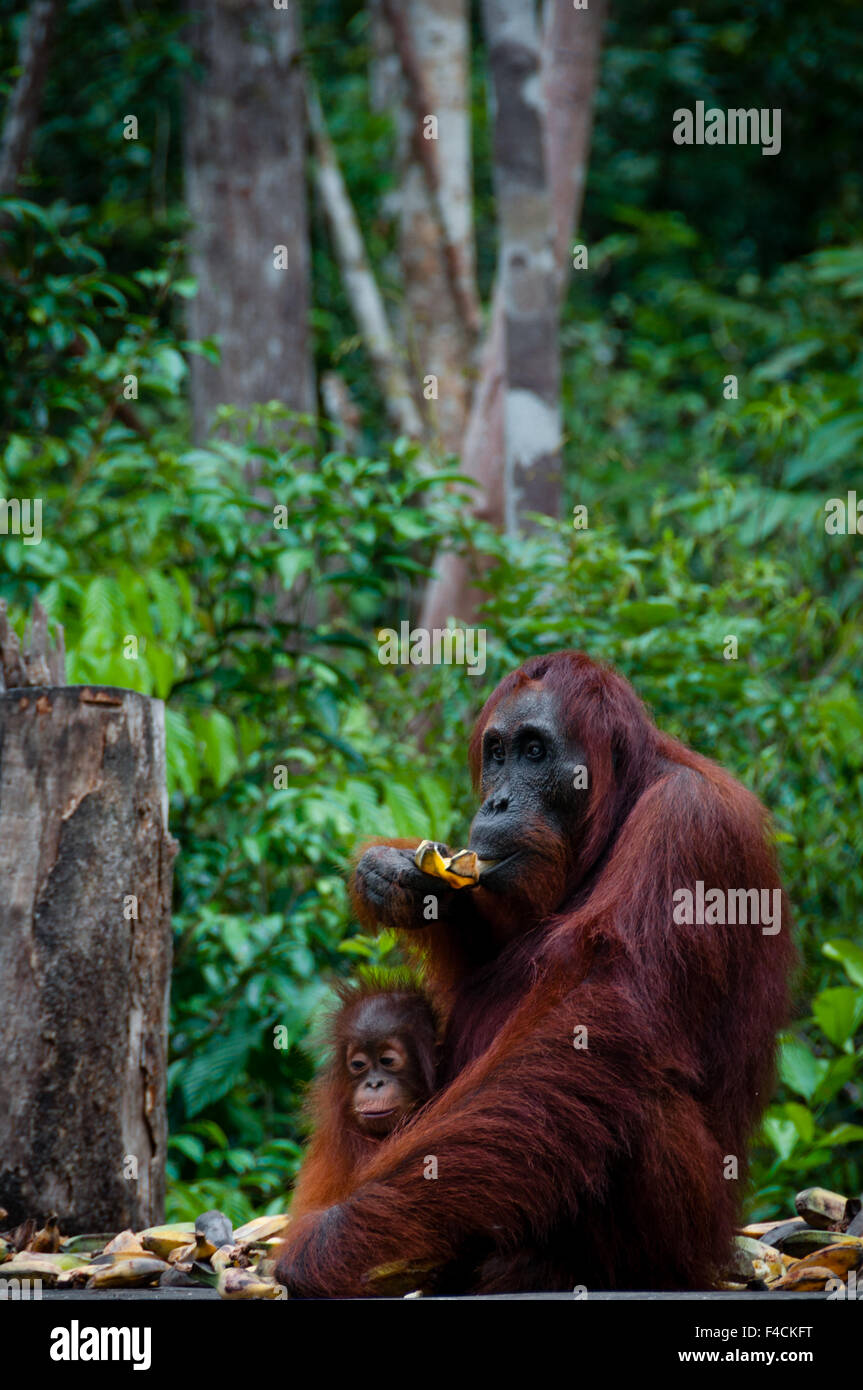 Orang-outan assis avec un bébé dans le parc national de Tanjung Puting à Bornéo Kalimantan en Indonésie Banque D'Images