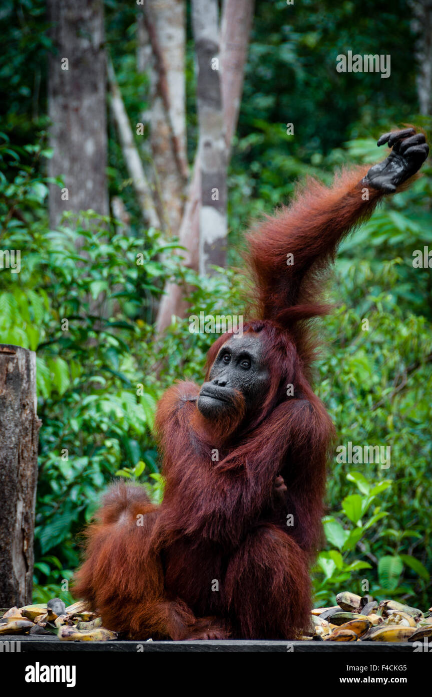 Orang-outan assis dans le parc national de Tanjung Puting à Bornéo Kalimantan en Indonésie Banque D'Images