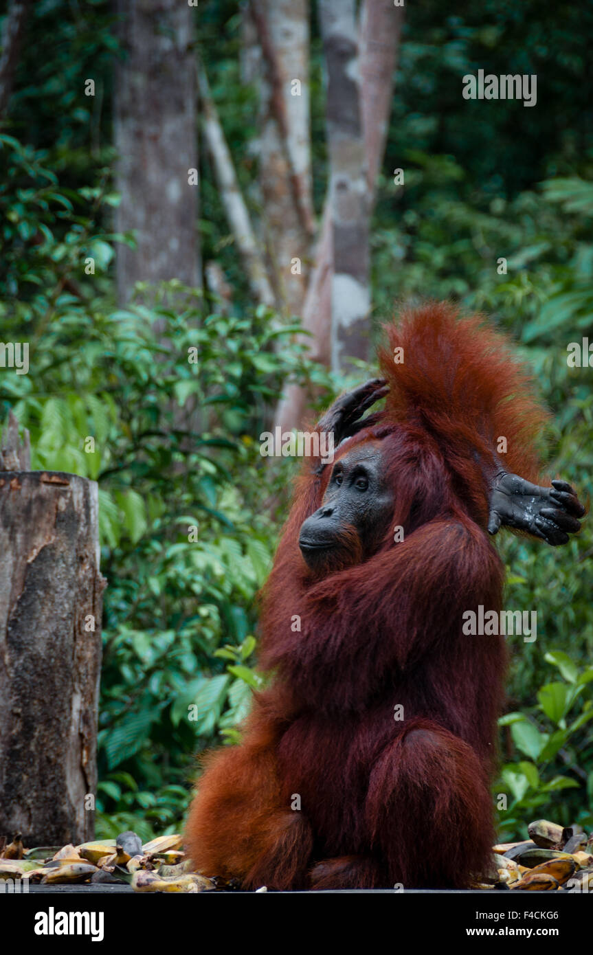 Orang-outan assis dans le parc national de Tanjung Puting à Bornéo Kalimantan en Indonésie Banque D'Images