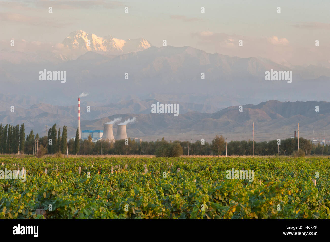 La Chine, Xinjiang, Fukang. Citic Guoan Winery Cabernet Sauvignon est de ce vignoble assis en face d'une centrale nucléaire et Bogda pic dans la chaîne de montagnes du Tian Shan. Banque D'Images