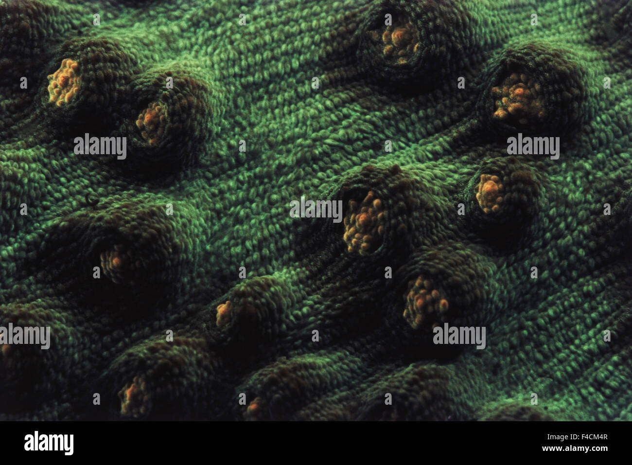 En Fluorescence, de coraux durs (Echinophyllia orpheensis) Indonésie (grand format formats disponibles) Banque D'Images