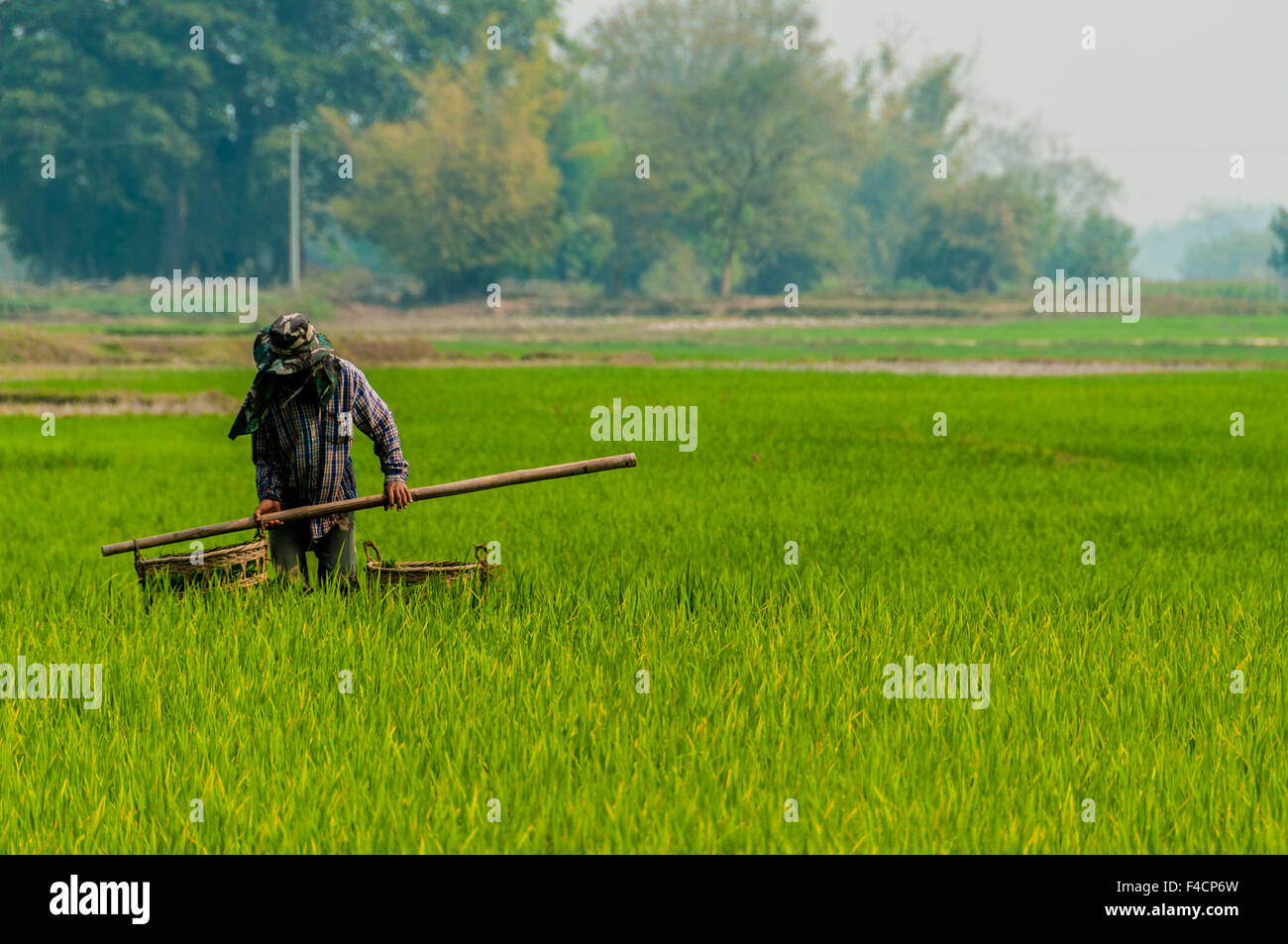 Homme travaillant dans un champ de riz vert Banque D'Images