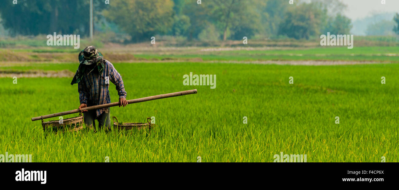 Homme travaillant dans un champ de riz vert Banque D'Images
