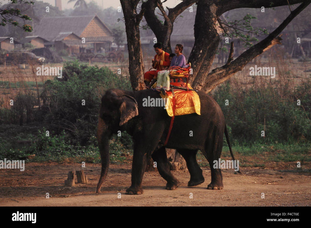 La Thaïlande, Ayutthaya, Mahout assis sur la famille et l'éléphant. Tailles disponibles (grand format) Banque D'Images