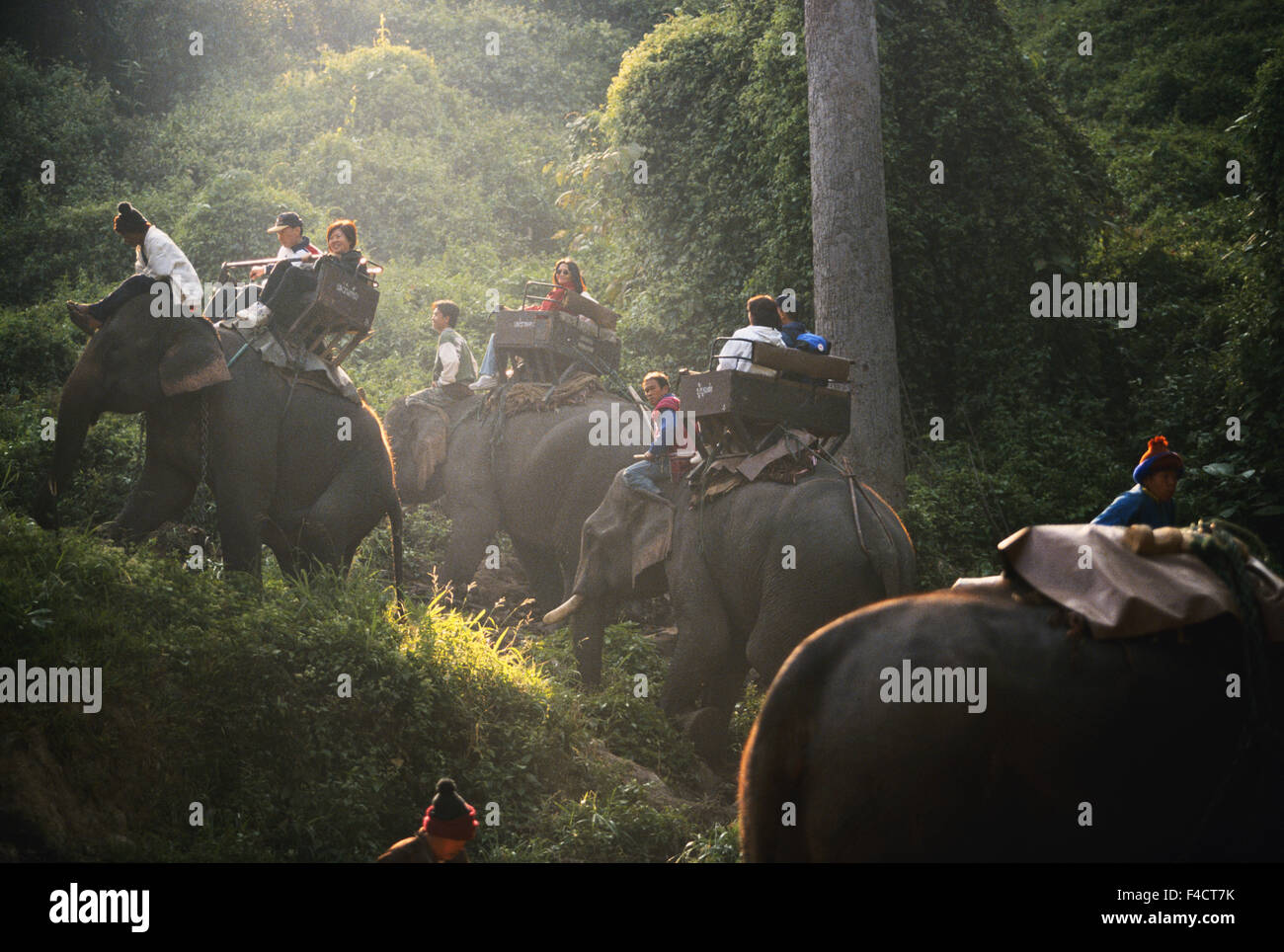 La Thaïlande, Chiang Mai, Maesa elephant camp, promenades à dos d'éléphant en tourisme. Tailles disponibles (grand format) Banque D'Images La Thaïlande, Chiang Mai, Maesa elephant camp, promenades à dos d'éléphant en tourisme. Tailles disponibles (grand format) Banque D'Images