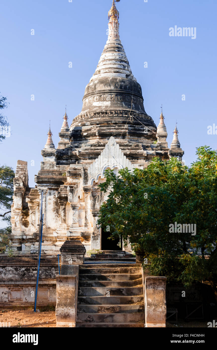 Face de la Pagode blanche avec arbre à Bagan Banque D'Images