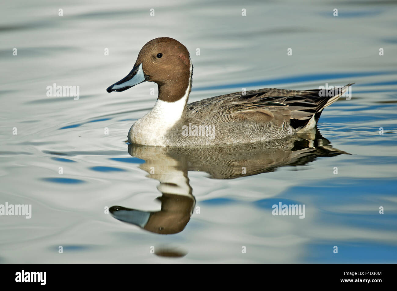 Un Canard pilet (Anas) aiguë a une large répartition géographique dans les latitudes nord. Banque D'Images