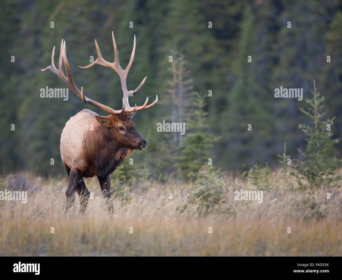 Le Canada L Alberta Le Wapiti Des Montagnes Rocheuses Cervus Le Canada L Alberta Le Wapiti Des Montagnes Rocheuses Cervus