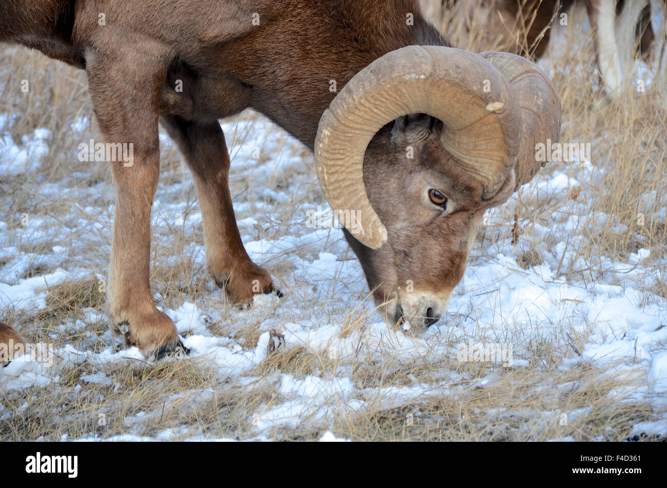 4 Mouflon d ans le mouflon des montagnes dans le parc national Jasper, Alberta, Canada, le pâturage près de l'autoroute 16 en hiver. Banque D'Images