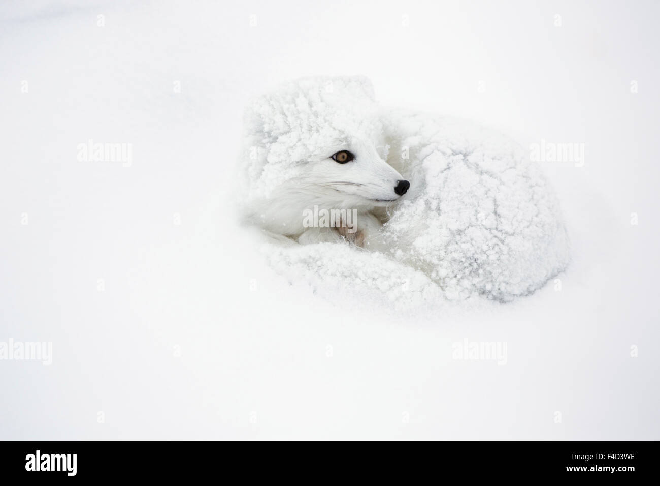 Le renard arctique (Alopex lagopus) recroquevillé en hiver Churchil Wildlife Management Area Churchill, MB Banque D'Images