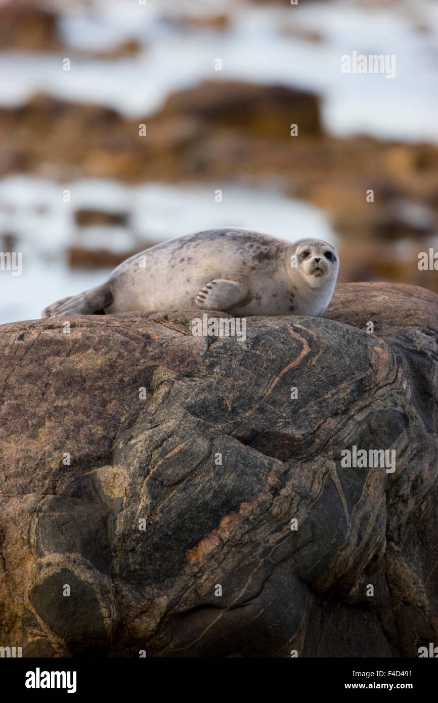 Le Phoque Annele Phoca Hispida Sur Le Rock Dans La Baie D Hudson A Churchill Manitoba Canada Photo Stock Alamy Le Phoque Annele Phoca Hispida Sur Le Rock Dans La Baie D Hudson A Churchill Manitoba Canada Photo Stock Alamy