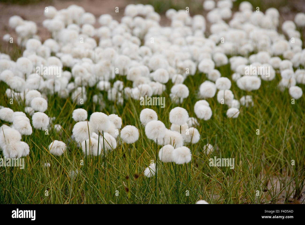 Au Canada, le Nunavut, région de Qikiqtaaluk, Cape Dorset. Coton de l'Arctique (Eriophorum). Tailles disponibles (grand format) Banque D'Images