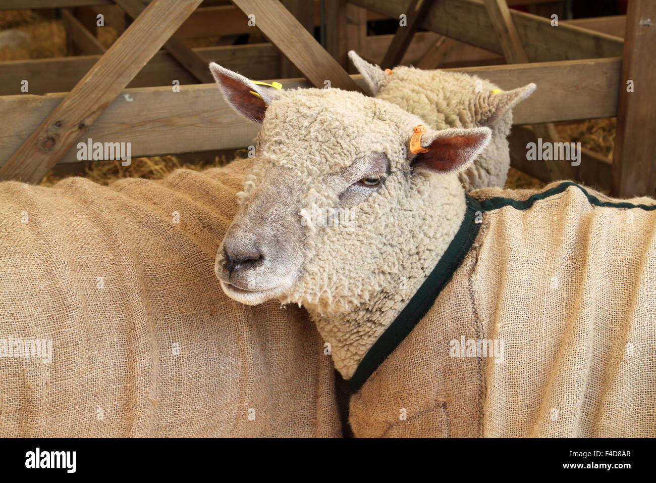 Deux moutons Southdown dans stylo à Salon de l'agriculture Banque D'Images