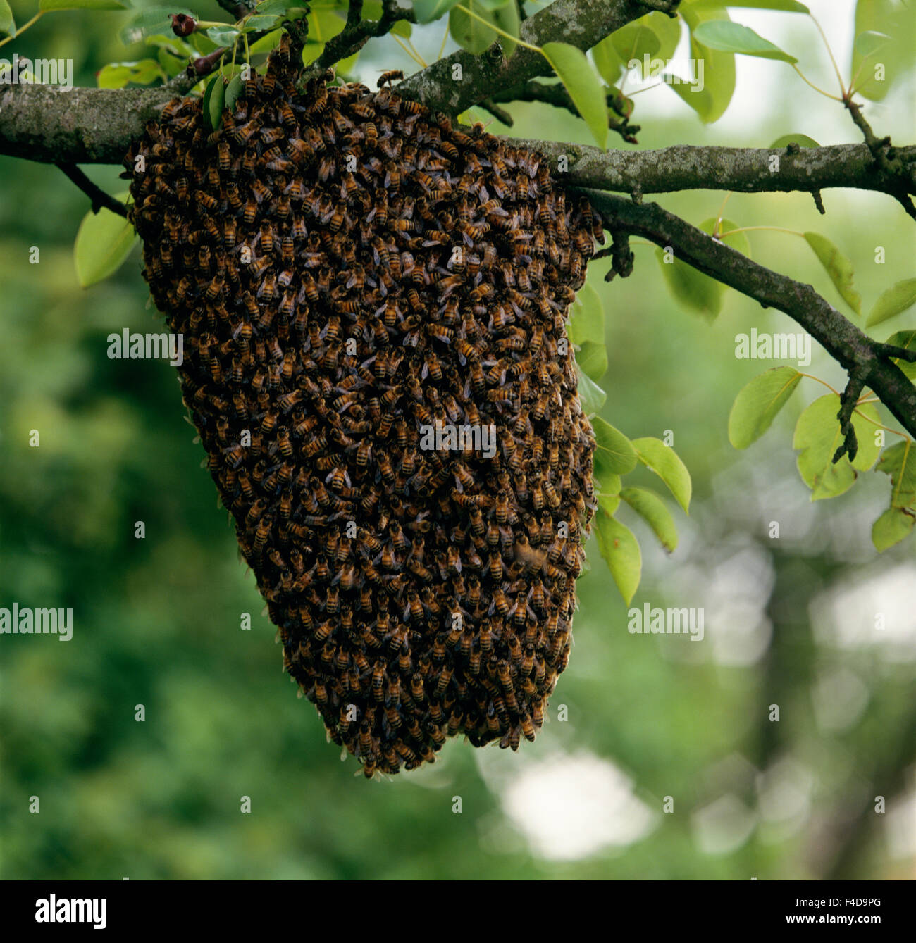Ruche on tree branch, close-up Banque D'Images