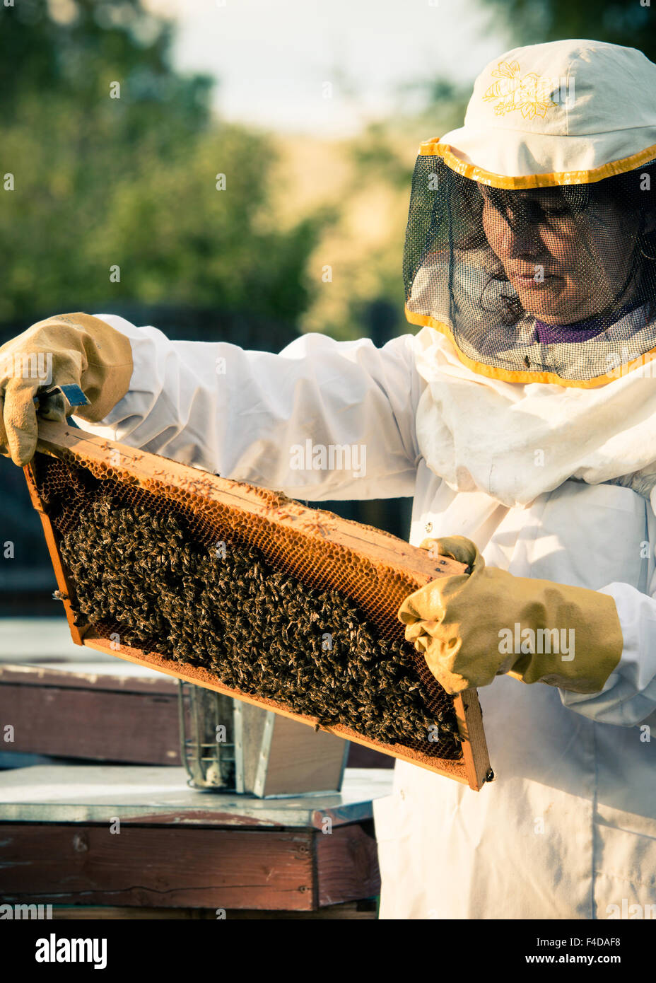 L'apiculteur femme travaillant avec une trame pleine d'abeilles. Banque D'Images