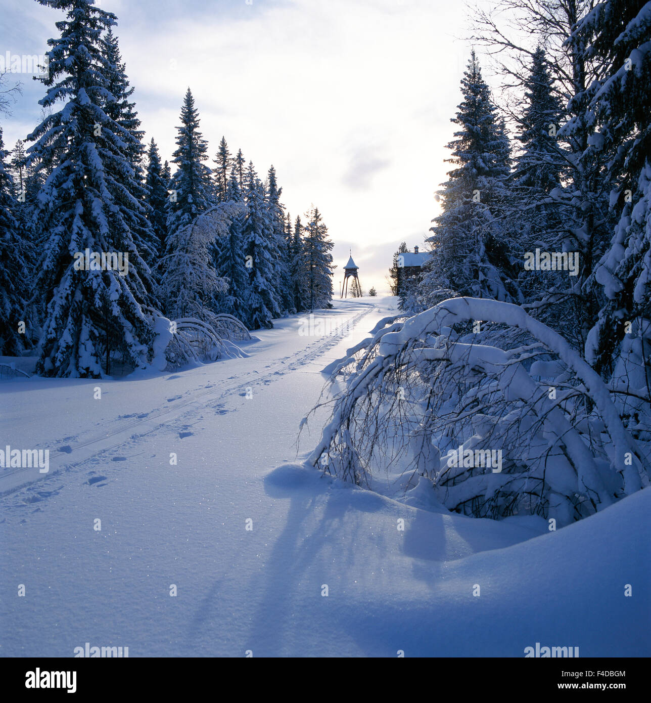 Forêt et road tha sont par la neige. Banque D'Images