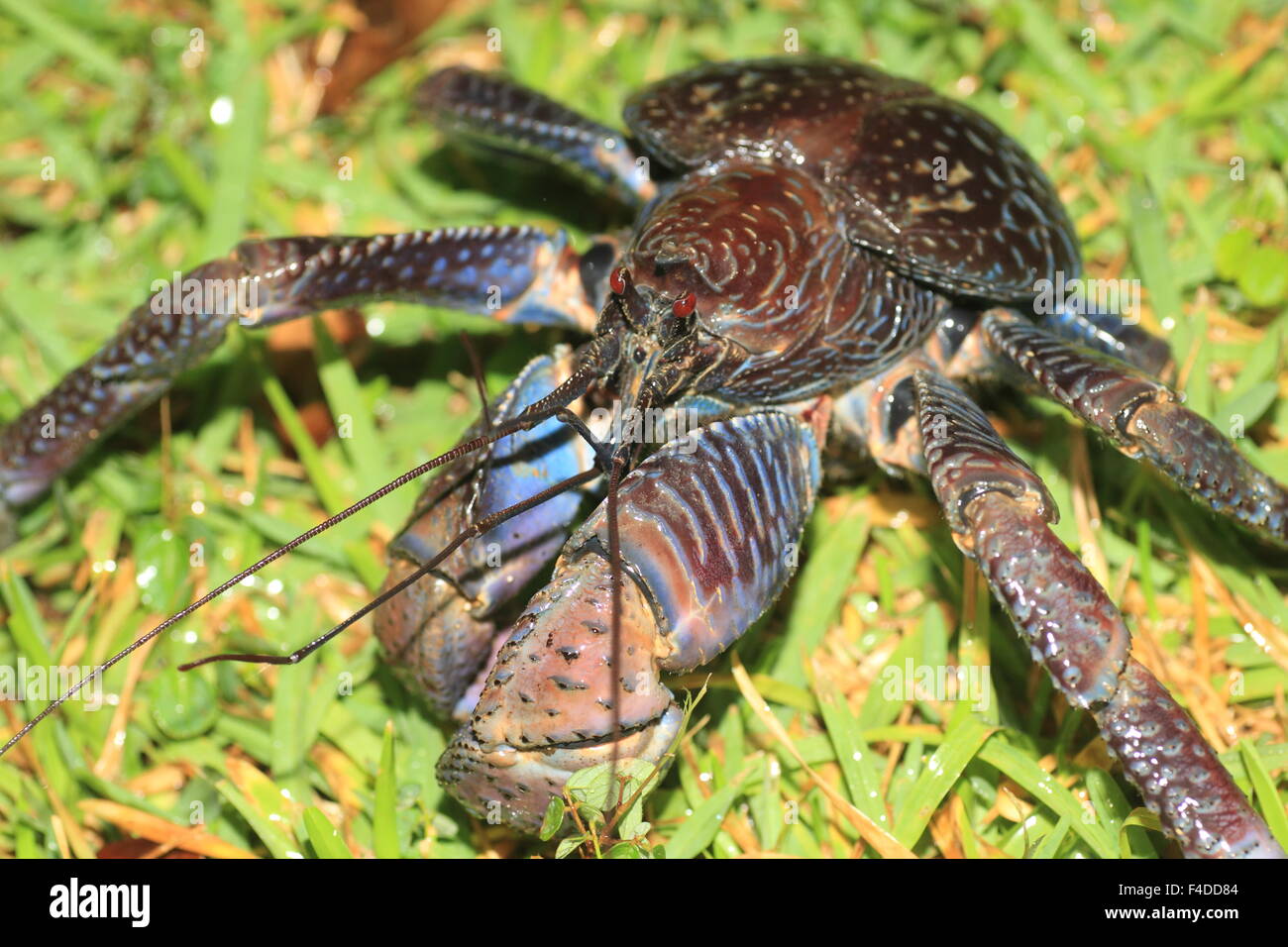 Le Crabe Des Cocotiers Banque De Photographies Et D images Haute Le Crabe Des Cocotiers Banque De Photographies Et D images Haute