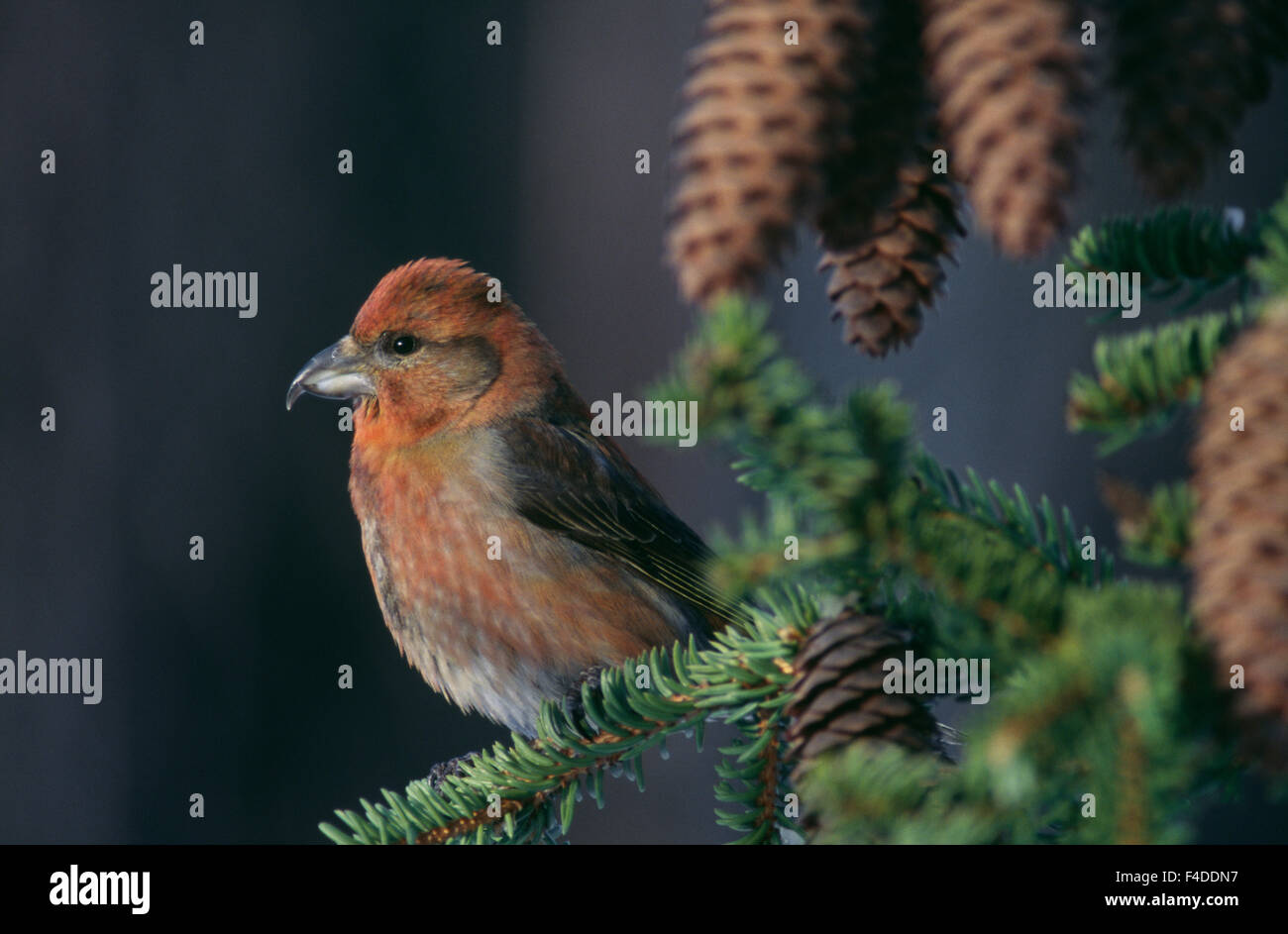 Direction générale de l'oiseau perché sur Banque D'Images