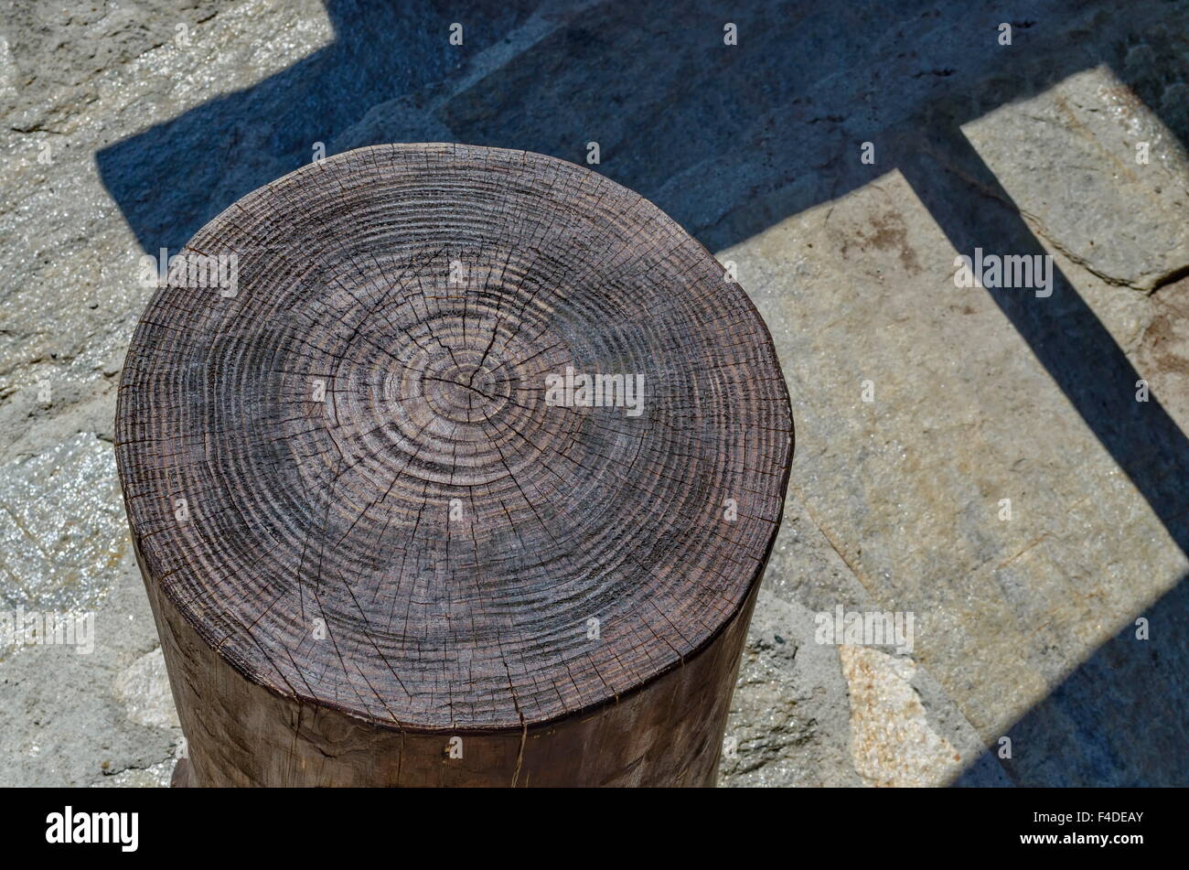 Photo Gros plan d'un vieux tronc d'arbre avec sa section l'anneau annuel. Banque D'Images