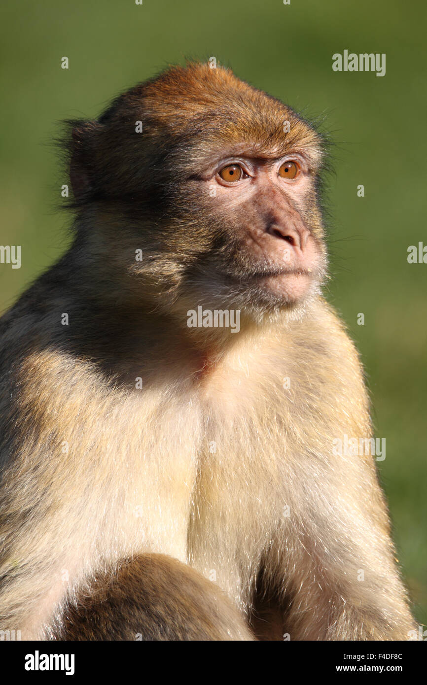 Barbary macaque Macaca sylvanus Banque D'Images