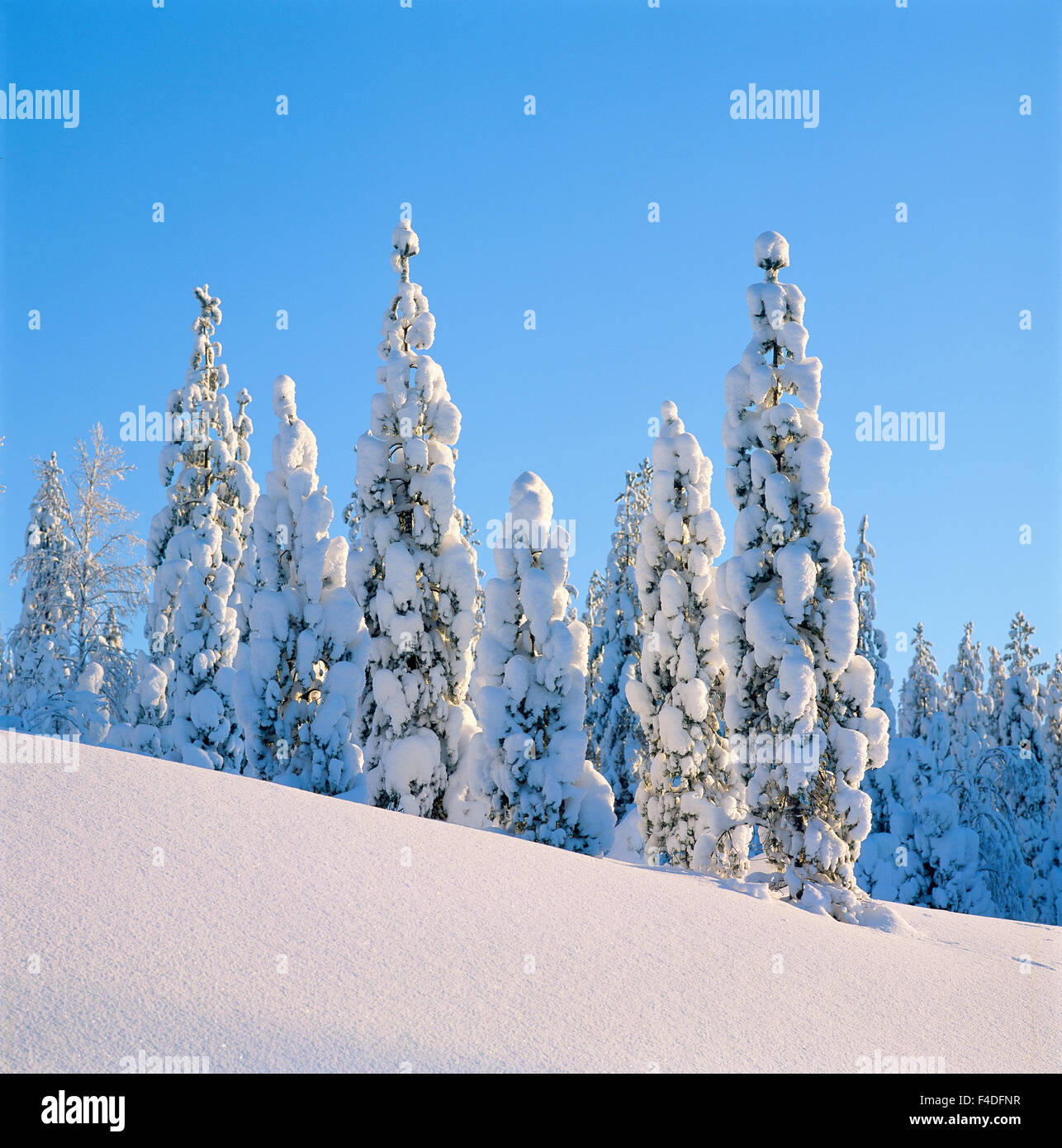 Forêt couverte de neige. Banque D'Images