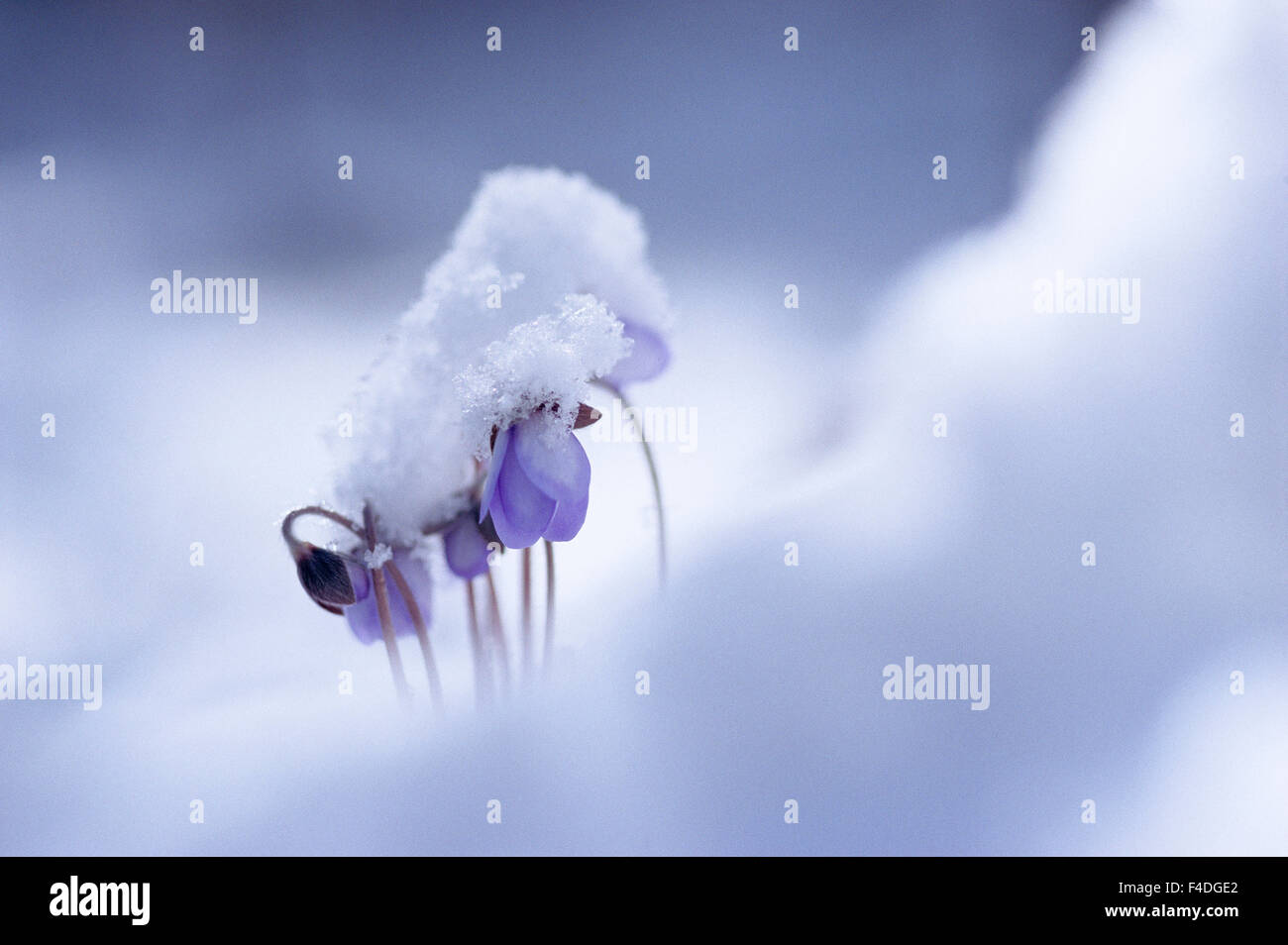 Hepatica dans la neige. Banque D'Images