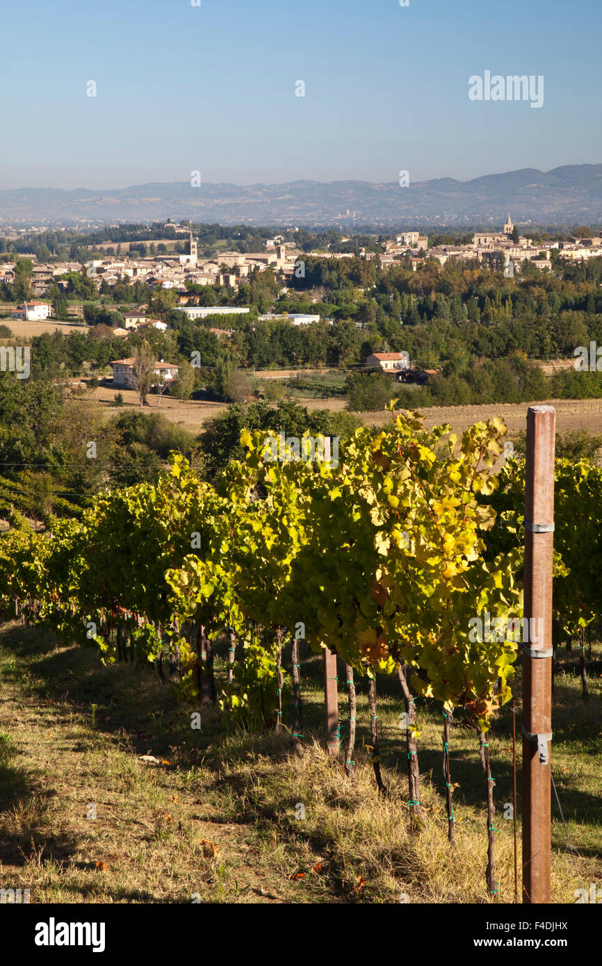 Les vignes des coteaux de drapage près de Monte Falco Banque D'Images