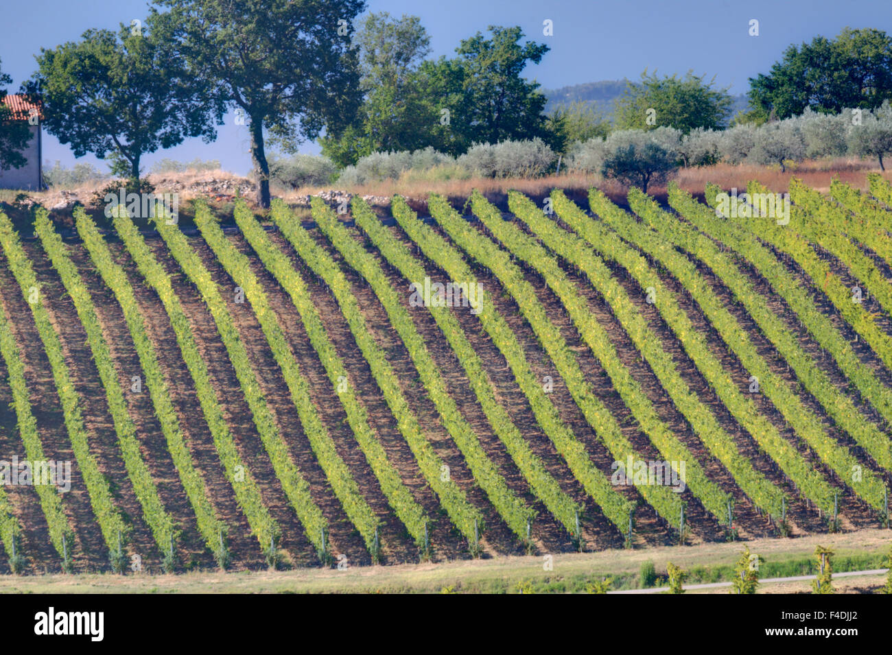 Les vignes des coteaux de drapage près de Monte Falco Banque D'Images