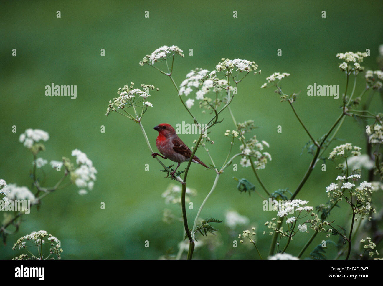 Scarlet rosefinch assis sur la structure des plantes Banque D'Images